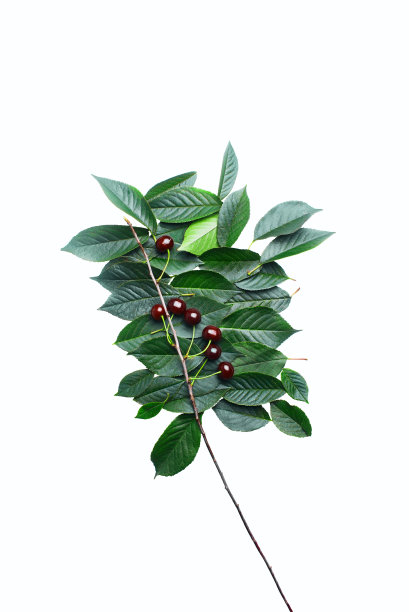 在白色孤立背景上有浆果的樱桃树枝。摄影工作室。樱桃树的概念图片下载