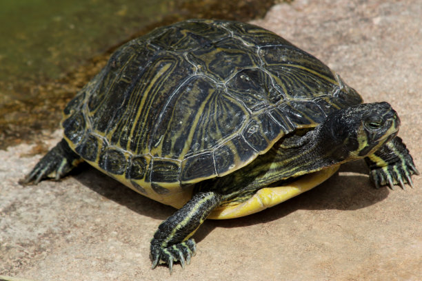 动物园里的水龟图片下载