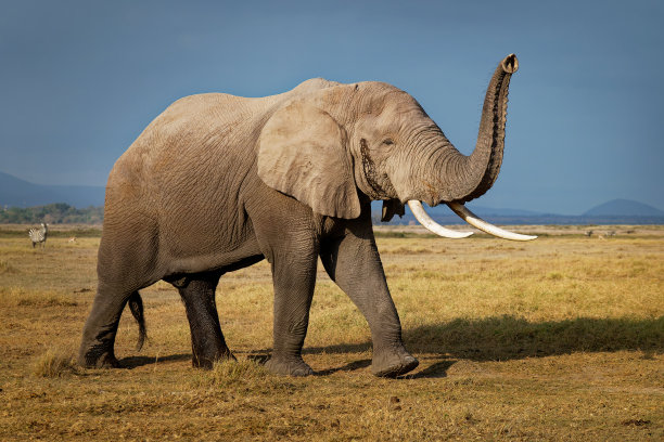 非洲丛林象- Loxodonta africana一头孤独的大象在下午行走在乞力马扎罗山下的安博塞利公园的大草原上，灰尘浴，特写照片。图片下载