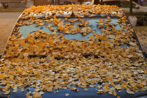 汽车上到处是黄叶图片下载