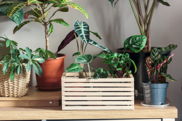 墙边的花盆里种着各种绿色植物。室内花园，室内植物。简约的北欧室内。藤本，榕树，棕榈，巴豆，妖怪，箭芋，篮子，箱子。图片下载