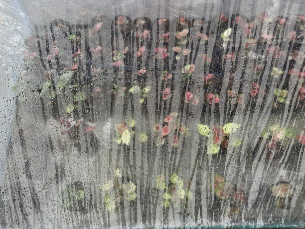 把粘在苗圃上的水泼下去使其生长图片下载