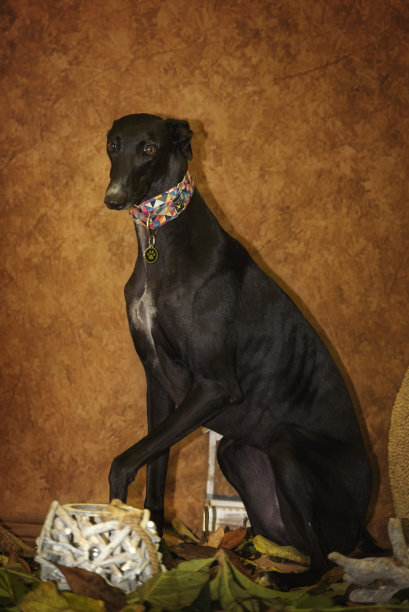 黑色灰狗的肖像与秋天的背景图片下载