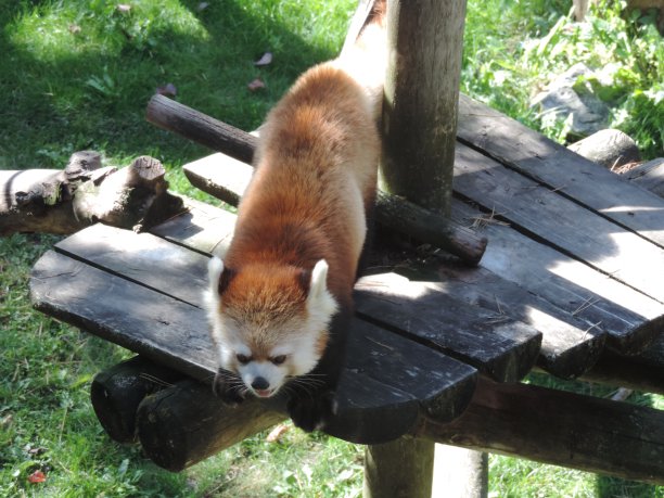 欢快的红熊猫图片下载