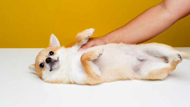 博美犬斯皮兹很可爱，毛茸茸的。可爱的，毛茸茸的博美犬斯皮兹小狗的肖像。在一个现代的亮黄色背景上玩boss，空白的文本空间图片下载