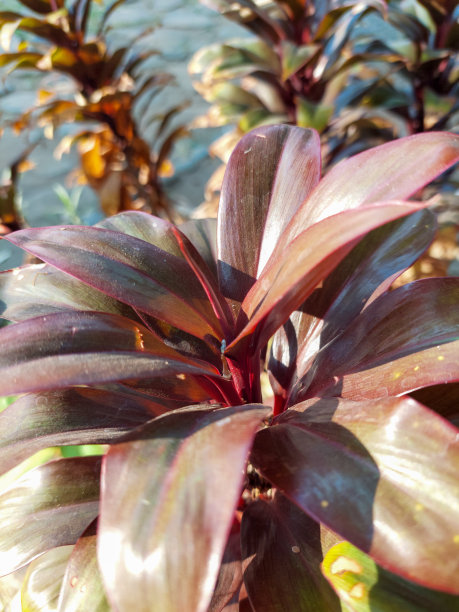 十种植物图片下载