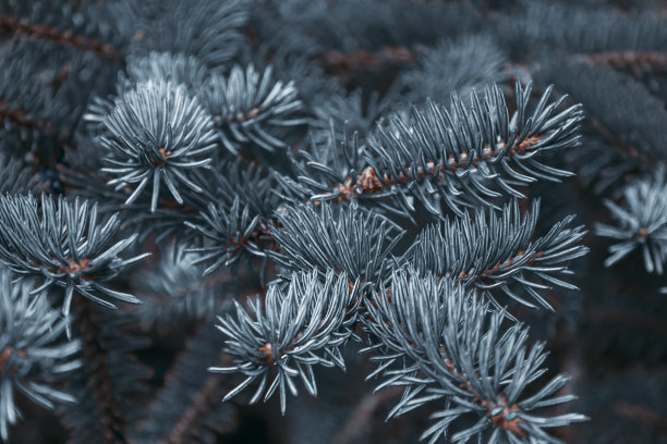 松树或云杉、冷杉多刺的树枝。毛茸茸的充满活力的灰色针叶树枝在黑暗的背景上特写。花卉背景设计，社交网络。水平的照片。图片下载