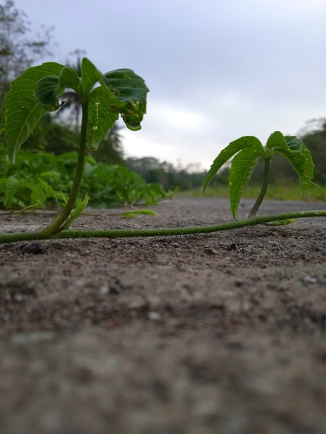 水泥路上长着藤蔓的草图片下载