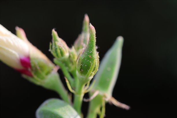 有机杂交泰国品种秋葵果实或生秋葵蔬菜生长在秋葵植株上的瓢虫田与创造性的低调隔离黑色背景图片下载