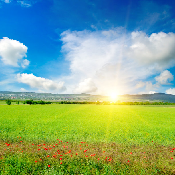 绿色的油菜地和明亮的日出在地平线上。图片下载