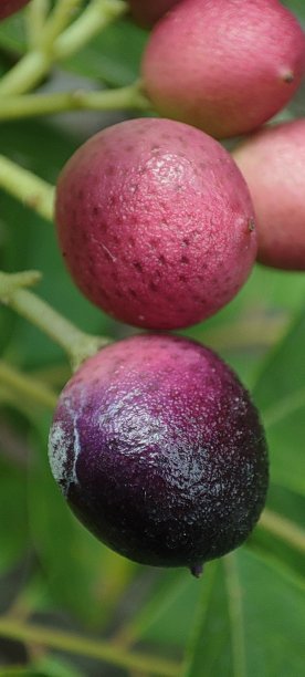 美丽的粉红色图片下载