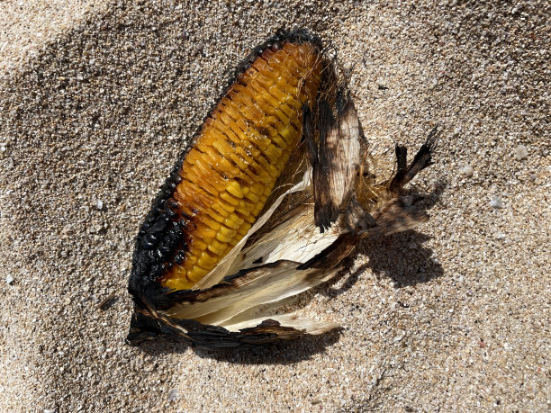 在沙滩上烤玉米图片下载