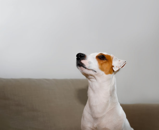 美丽的家狗的侧面肖像坐在室内和抬头，复制空间。可爱的纯种短毛杰克罗素梗图片下载