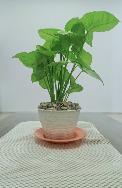 装饰植物图片下载