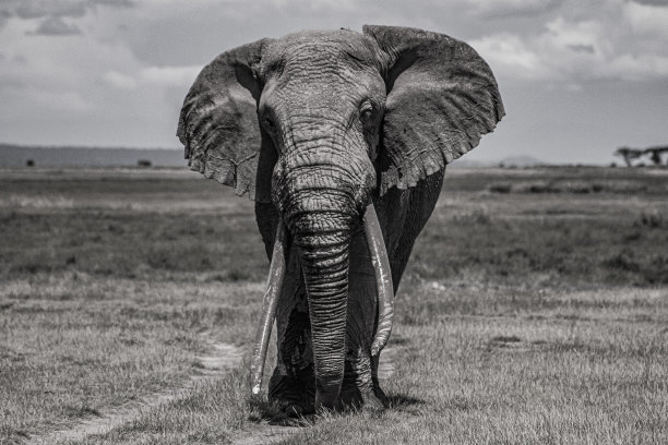 安博塞利国家公园的大象图片下载