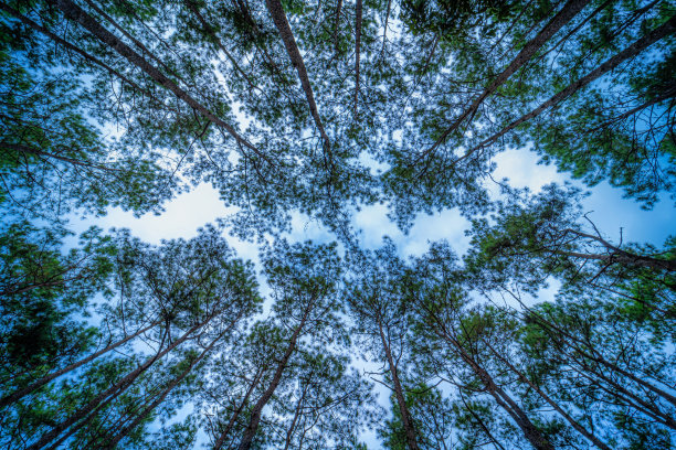 美丽的落叶松森林与不同的树木夏天，松林绿色的山在自然小径与蓝天白云。图片下载