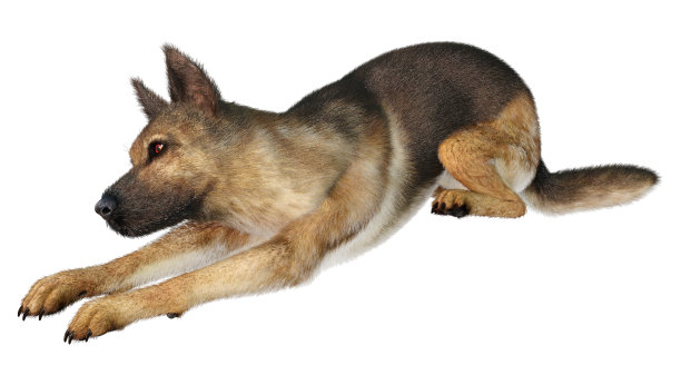 3D插图德国牧羊犬在白色图片下载