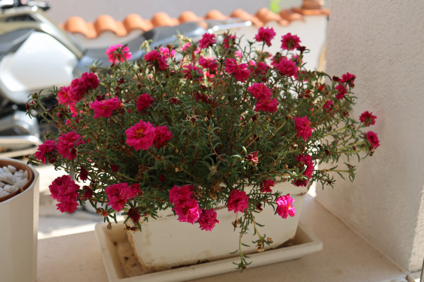 美丽的红花生长在花盆里图片下载