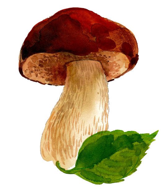 蘑菇和叶图片下载