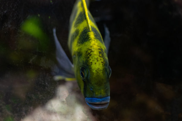 动物素材摄影，鱼缸里的鱼，金鱼，透过玻璃看，水里的鱼。图片下载