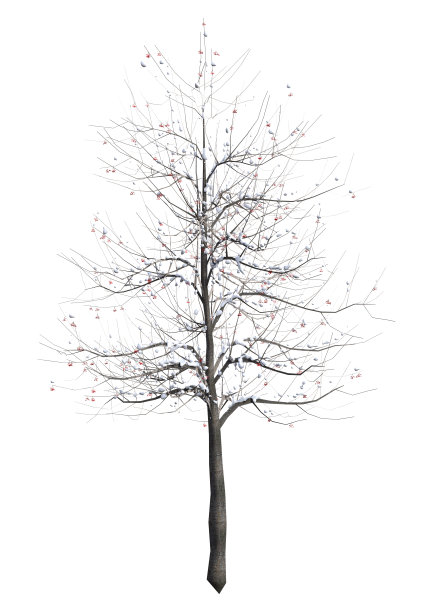 三维插图花楸树在白色图片下载
