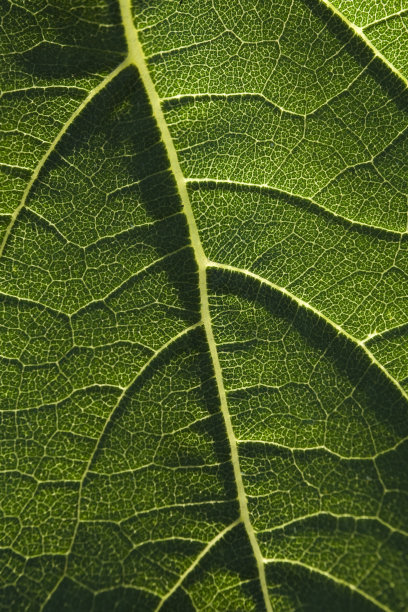 绿叶纹理图片下载