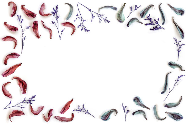 枯萎的郁金香花瓣孤立在白色背景形成框架。顶视图平铺与复制空间在框架的中间。图片下载