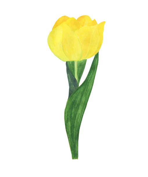 黄色郁金香孤立在白色背景。水彩手绘插图。美丽的春天球茎花。图片下载