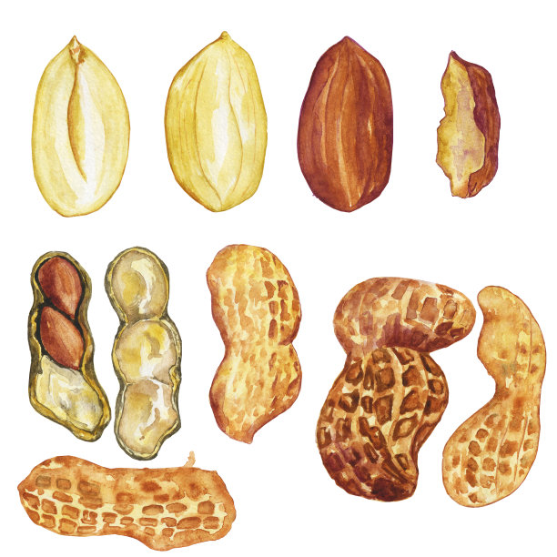 集花生孤立在白色的背景。水彩手绘插图。完美的食物设计，菜单，食谱，有机装饰。剪辑艺术。图片下载