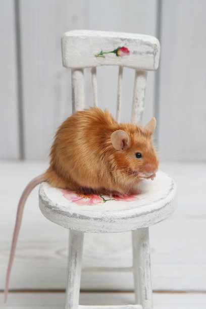 长毛红缎装饰小老鼠。家养动物，有趣的宠物。可爱的老鼠。白色背景上的红老鼠。装饰缎鼠标。微距照片的老鼠，宠物。安哥拉花缎鼠(雄)图片下载