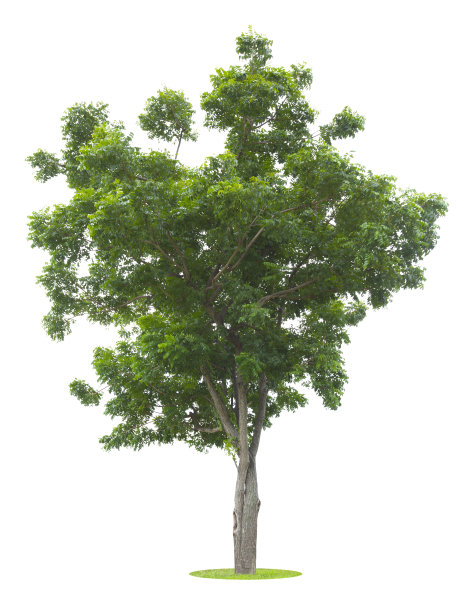 新鲜的大树又大又绿图片下载