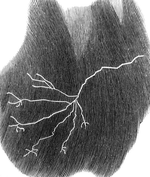 古董插图-哈泼杂志-电放大-闪电蔓延图片下载