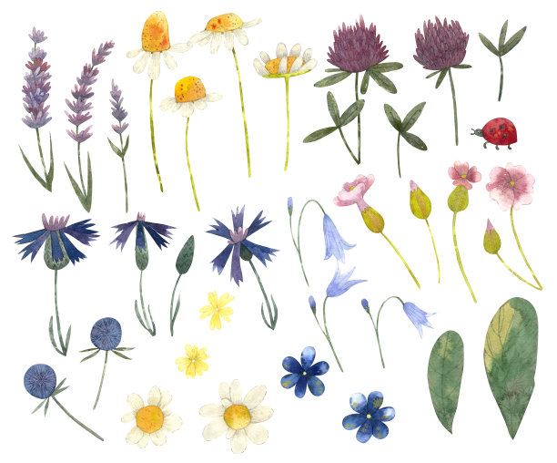 水彩野花集，孤立的元素:三叶草，玻璃瓶，羽扇豆，矢车菊，洋甘菊，铃铛图片下载