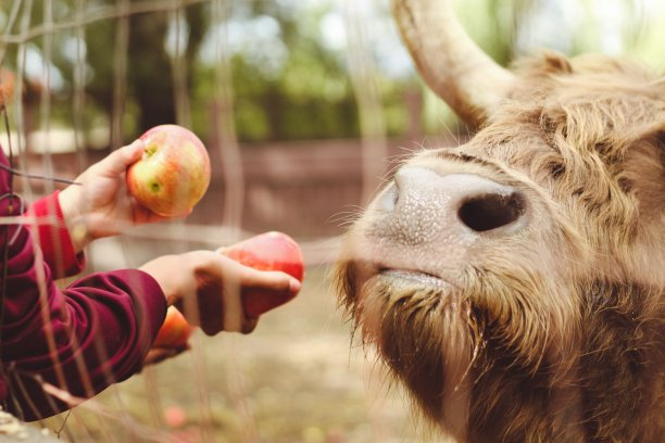 手拿苹果喂牛图片下载