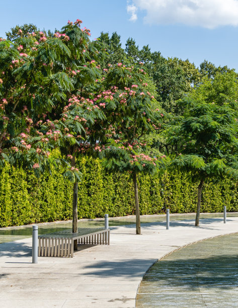 在斯威夫特河娱乐区的波斯丝树(合欢或日本金合欢)的粉红色毛茸茸的花。人工瀑布“雨燕河”。城市景观公园“克拉斯诺达尔”或“加利茨基”。图片下载