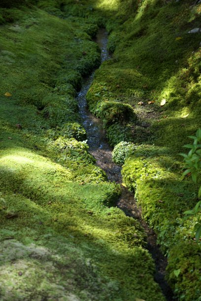 小溪边的青苔图片下载