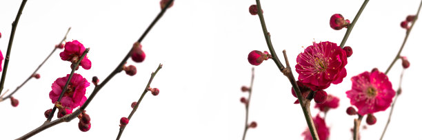 红梅在白色背景上的全景照片图片下载