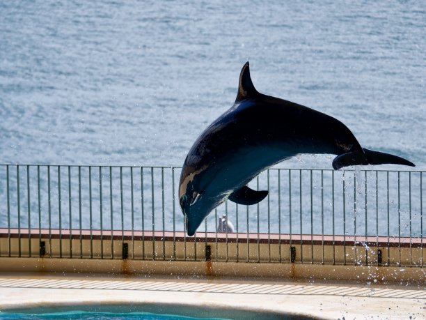 完美的海豚跳图片下载