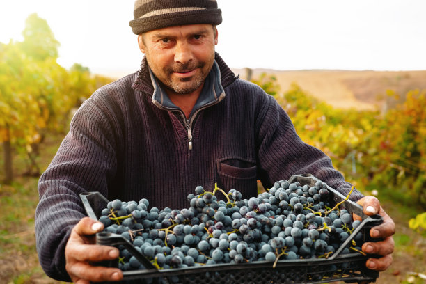 一个阳光明媚的早晨，一位年长的农工拿着满满一箱新鲜采摘的葡萄在葡萄园里收割。图片下载