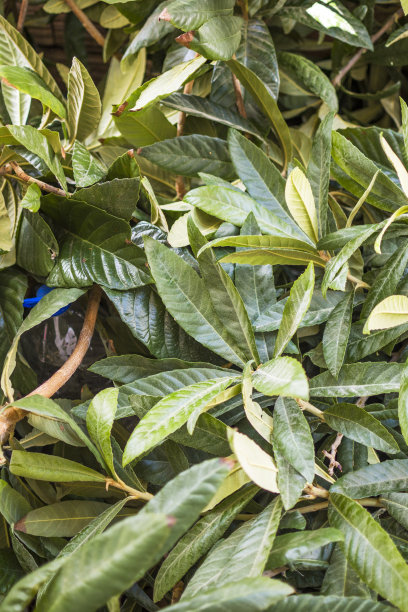 修剪枇杷果树图片下载