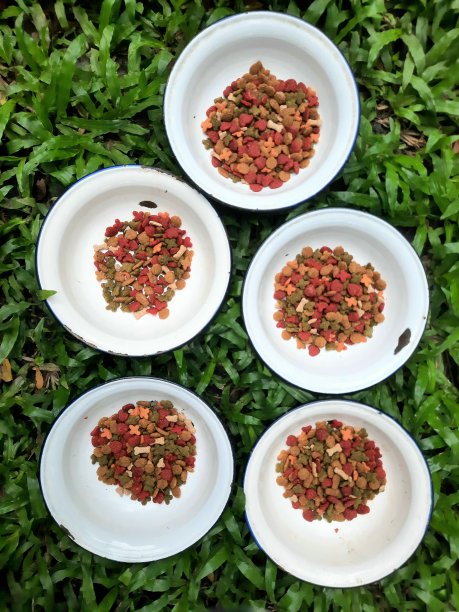 碗里的猫粮-背景是草。图片下载