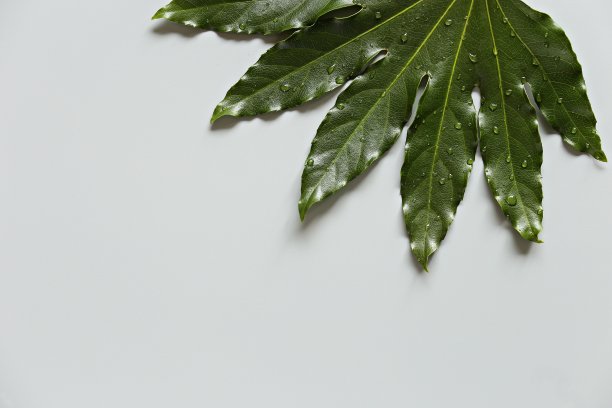 热带棕榈叶在柔和的背景。图片下载