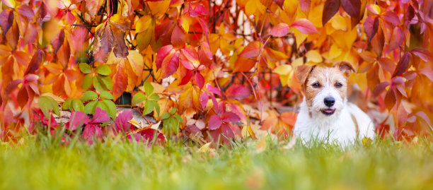 横幅上快乐的小宠物狗像在倾听秋天的落叶图片下载
