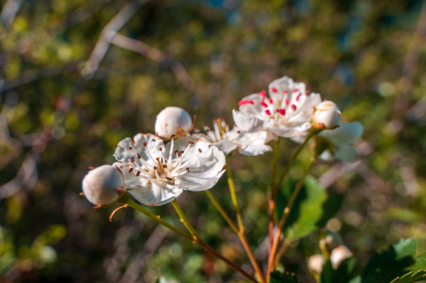 娇嫩的山楂在晨光中绽放图片下载