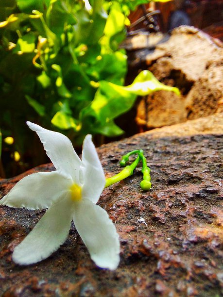一朵花落图片下载