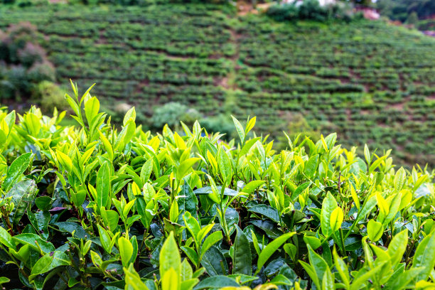 斯里兰卡的茶园图片下载