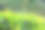 斯里兰卡的茶园图片下载
