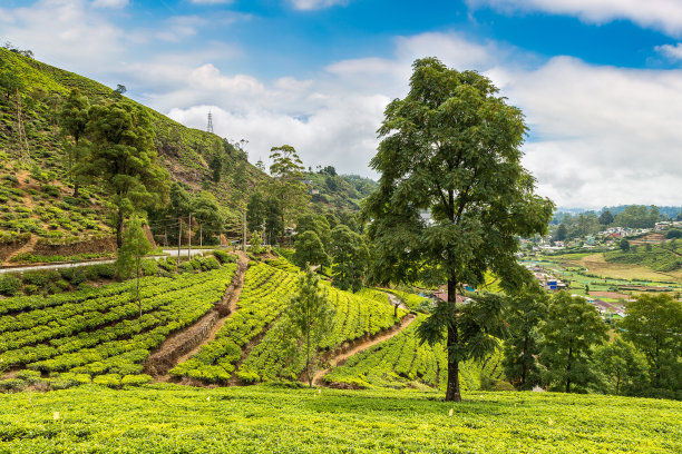 斯里兰卡的茶园图片下载