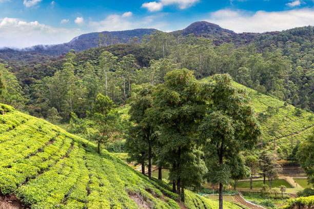 斯里兰卡的茶园图片下载
