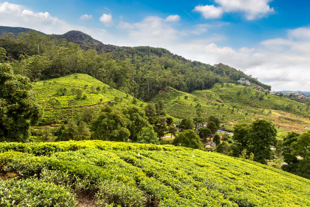 斯里兰卡的茶园图片下载